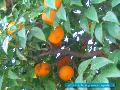 Narancs szeptemberben